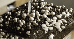 収益性の高いキノコ農場を立ち上げるための包括的なガイド 