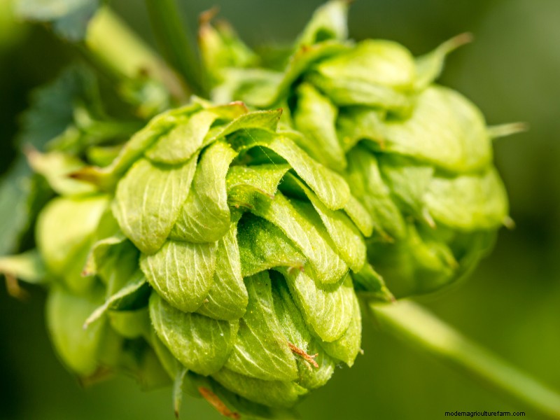 Launching a Profitable Hop Farm:A Comprehensive Guide for Aspiring Growers 