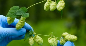 Lansering av en lönsam humlefarm:En omfattande guide för blivande odlare 