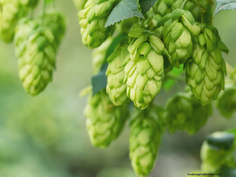 Launching a Profitable Hop Farm:A Comprehensive Guide for Aspiring Growers