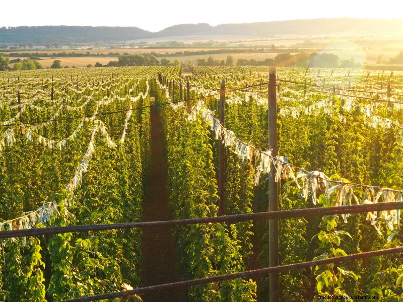 Launching a Profitable Hop Farm:A Comprehensive Guide for Aspiring Growers 