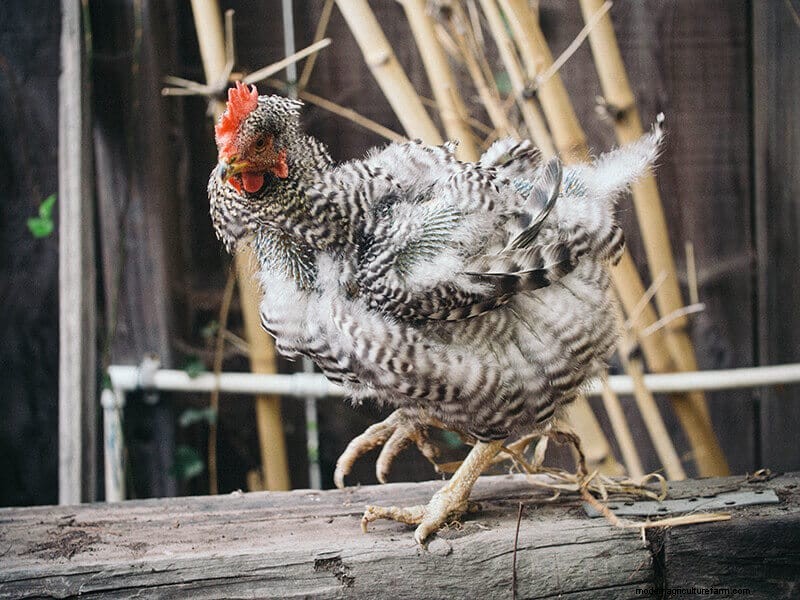 一部の鶏の脱皮が早い理由:品種、生産、飼育の要因 