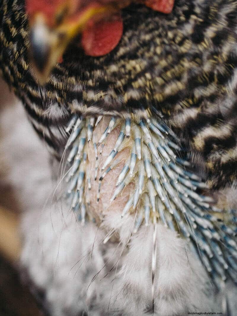 一部の鶏の脱皮が早い理由:品種、生産、飼育の要因 