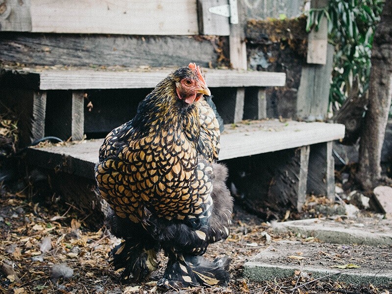 一部の鶏の脱皮が早い理由:品種、生産、飼育の要因 