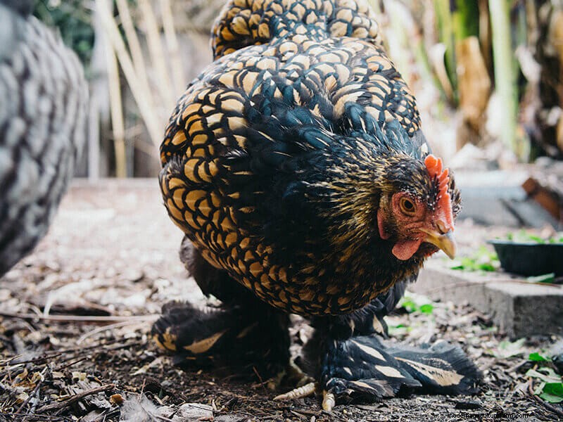 一部の鶏の脱皮が早い理由:品種、生産、飼育の要因 