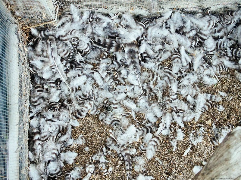 鶏の脱皮の内部:羽毛の更新の科学と美しさ 