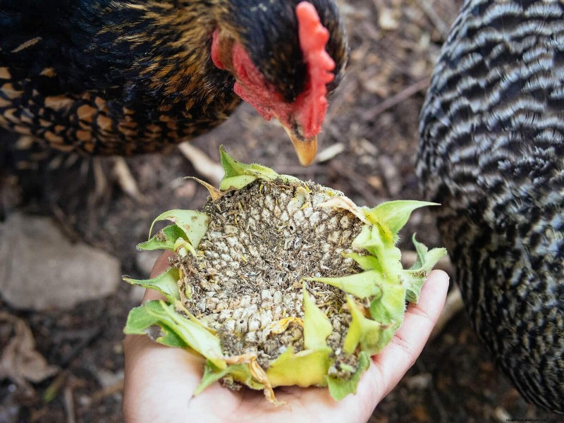 鶏の脱皮の内部:羽毛の更新の科学と美しさ 