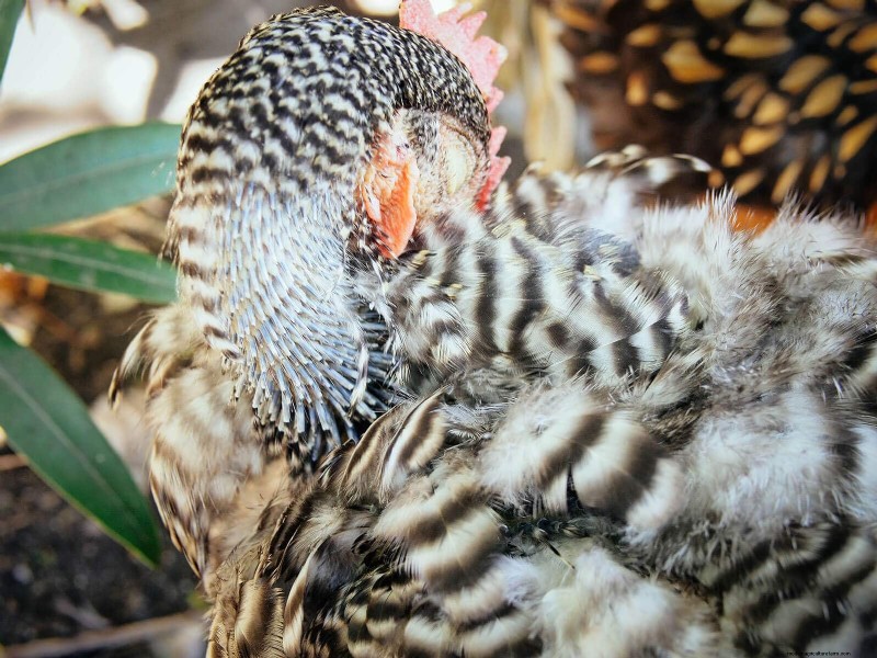 鶏の脱皮の内部:羽毛の更新の科学と美しさ 