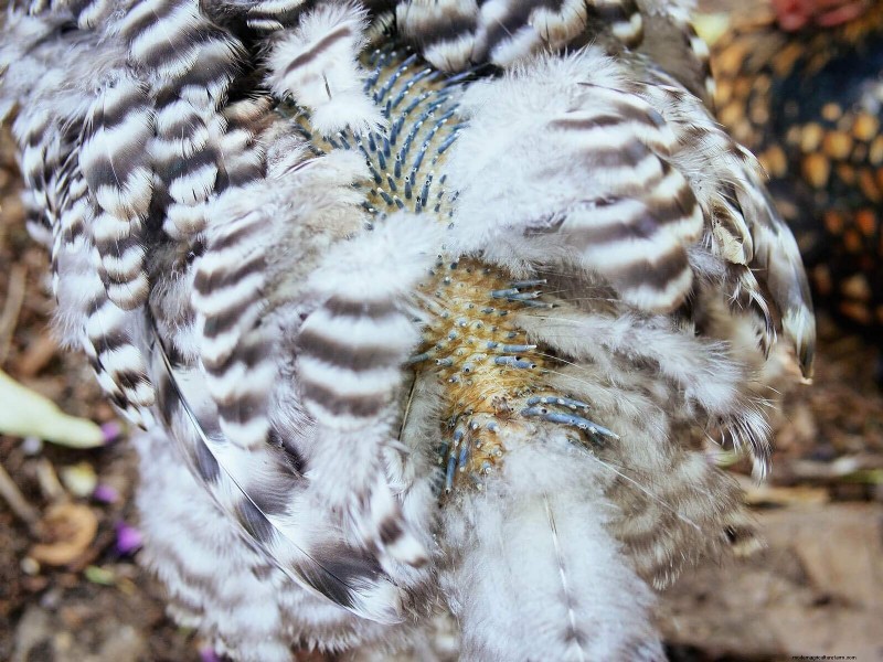 鶏の脱皮の内部:羽毛の更新の科学と美しさ 