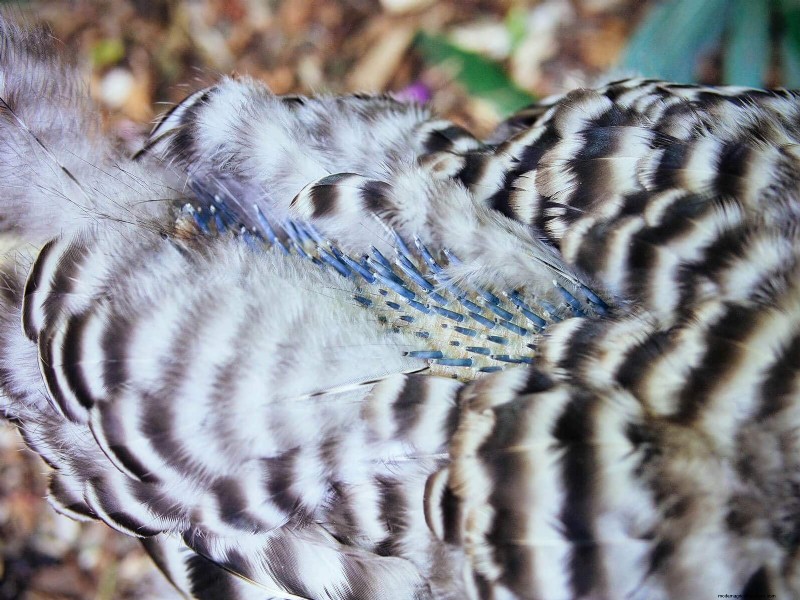 鶏の脱皮の内部:羽毛の更新の科学と美しさ 