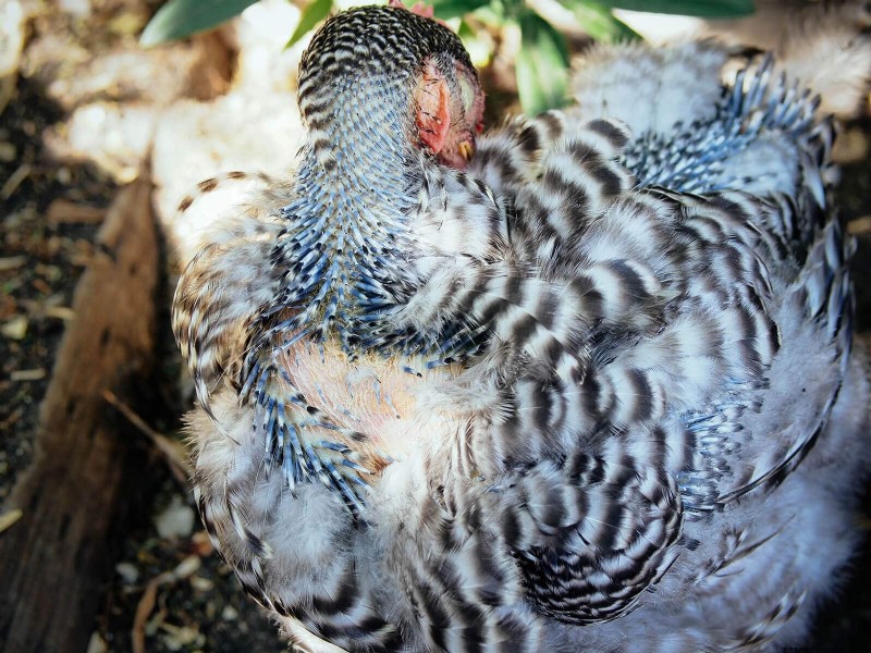 鶏の脱皮の内部:羽毛の更新の科学と美しさ 