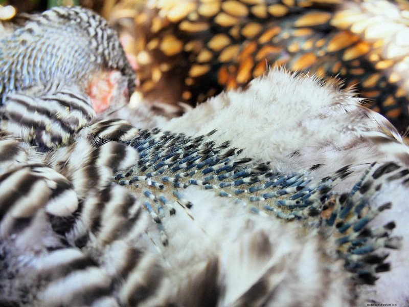 鶏の脱皮の内部:羽毛の更新の科学と美しさ 