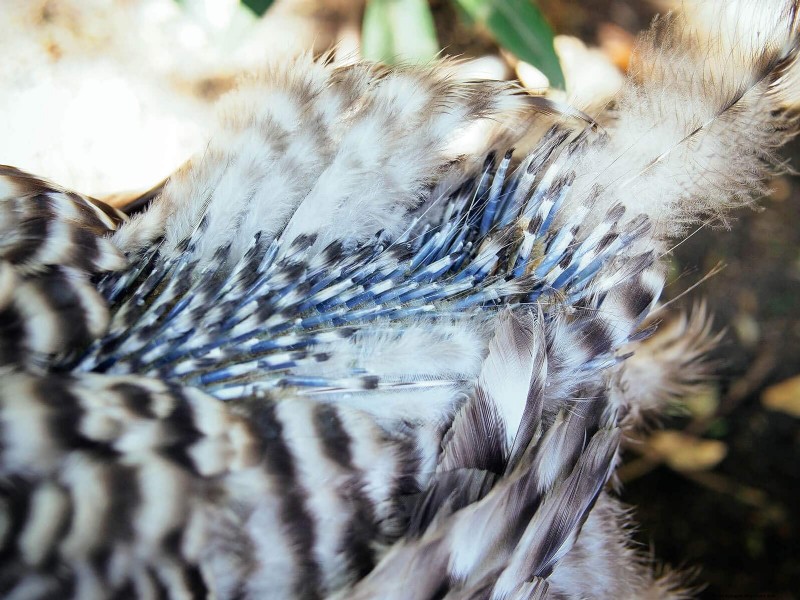 鶏の脱皮の内部:羽毛の更新の科学と美しさ 