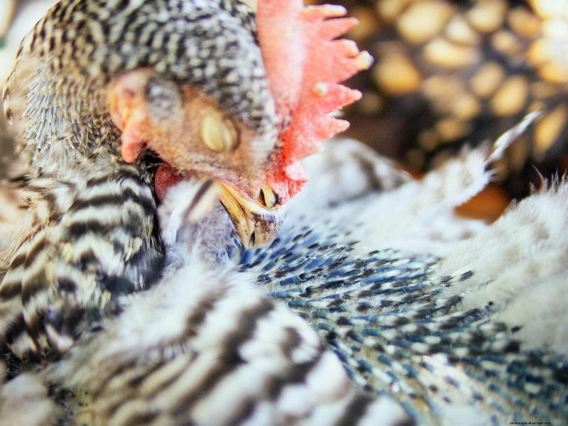 鶏の脱皮の内部:羽毛の更新の科学と美しさ 