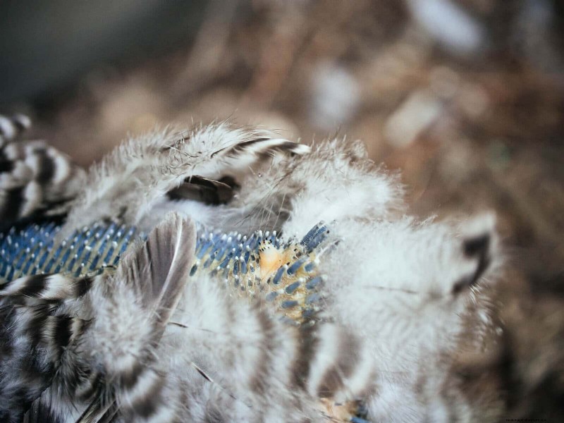 鶏の脱皮の内部:羽毛の更新の科学と美しさ 