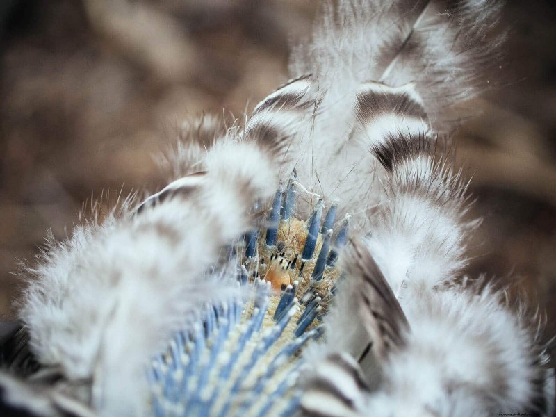 鶏の脱皮の内部:羽毛の更新の科学と美しさ 