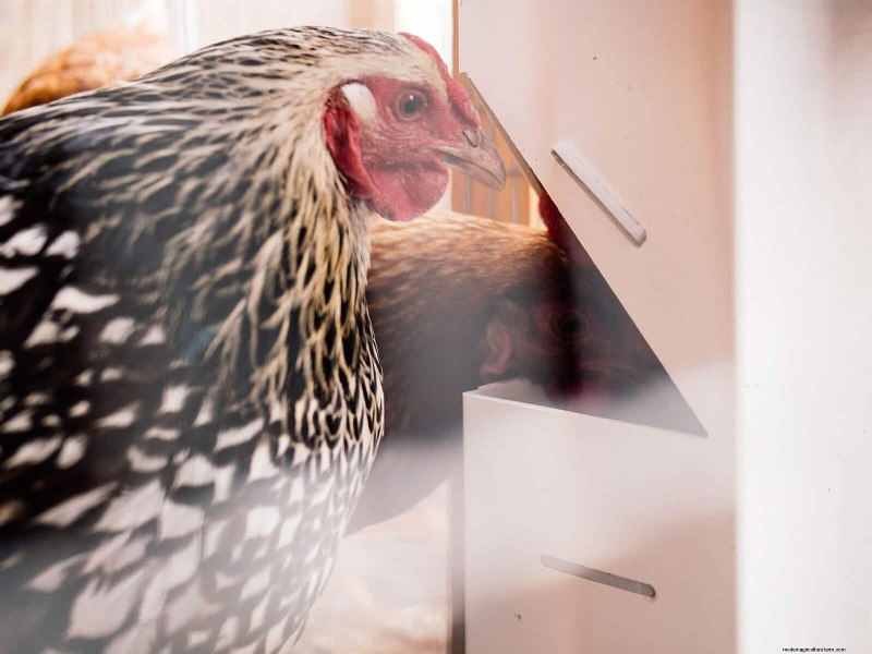 Soy‑Free, Corn‑Free Whole‑Grain Chicken Feed:A Proven DIY Recipe 