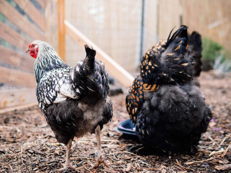 Soy‑Free, Corn‑Free Whole‑Grain Chicken Feed:A Proven DIY Recipe 