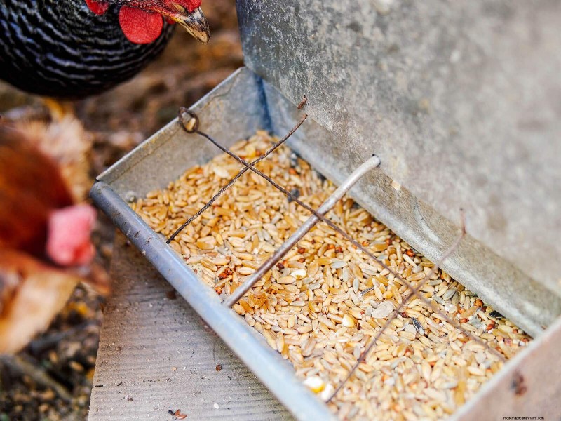 Soy‑Free, Corn‑Free Whole‑Grain Chicken Feed:A Proven DIY Recipe 