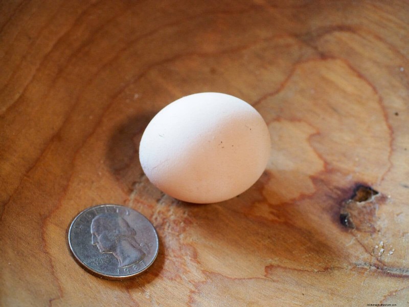 小さな鶏の卵を解き明かす:卵が起こる理由とその見分け方 