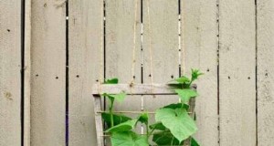 Cultivo vertical de pepino:um guia completo para o sucesso na economia de espaço 
