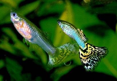 Kan Guppies och Angelfish leva tillsammans? Expertinsikter om kompatibilitet 