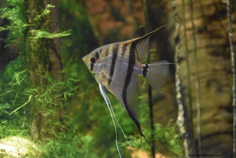 Kan Guppies och Angelfish leva tillsammans? Expertinsikter om kompatibilitet 