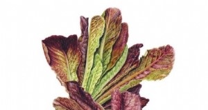 Plant a Salad Garden in January: Expert Tips for Winter Greens