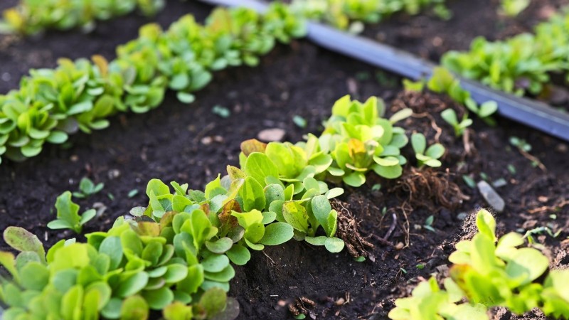 Plantera en salladsträdgård i januari:Experttips för vintergröna 