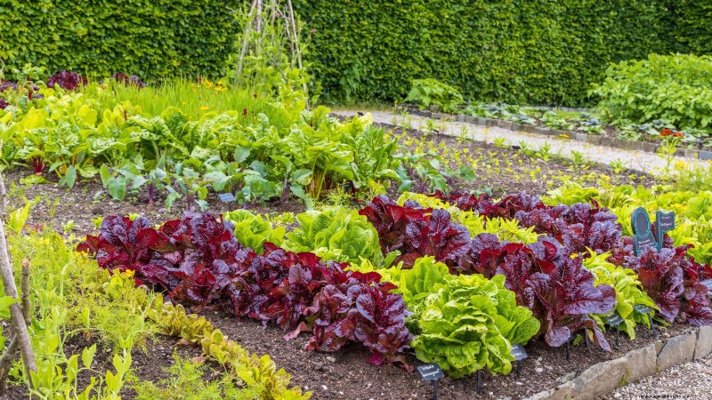 Plantera en salladsträdgård i januari:Experttips för vintergröna 
