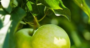 Espalderas para árboles frutales:7 consejos de expertos para el mantenimiento en otoño 