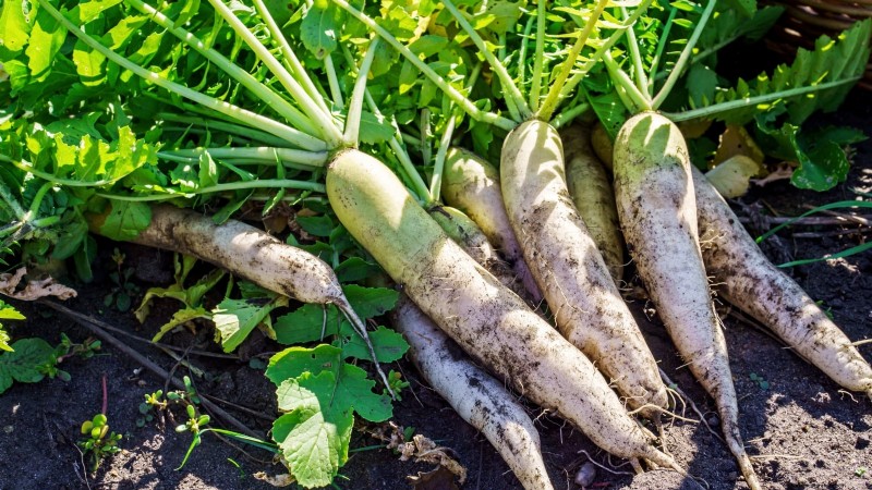Plantera dessa 9 rotfrukter i september för en riklig Thanksgiving 