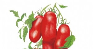 Accélérer la maturation des tomates avant le gel :7 techniques éprouvées 