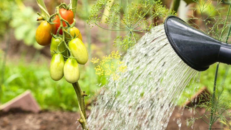 Accélérer la maturation des tomates avant le gel :7 techniques éprouvées 