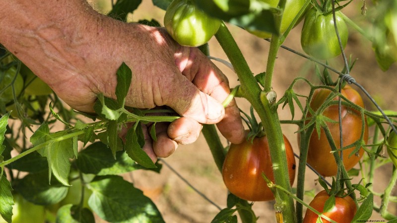 Accélérer la maturation des tomates avant le gel :7 techniques éprouvées 