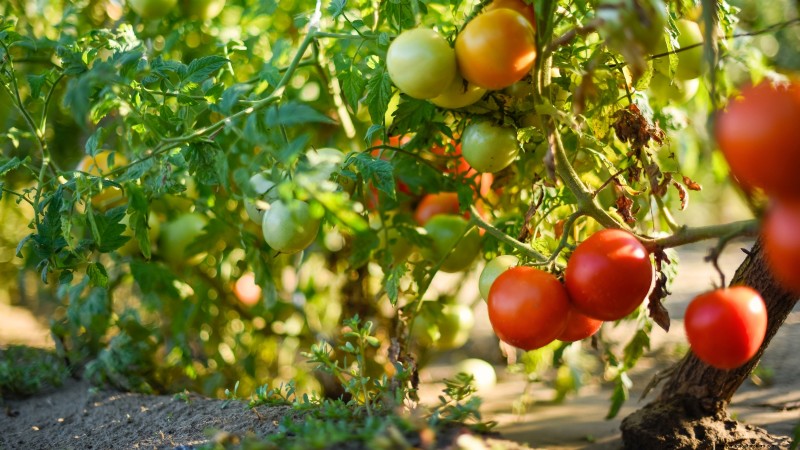 Accélérer la maturation des tomates avant le gel :7 techniques éprouvées 