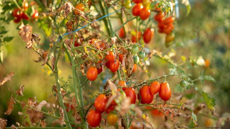 Accélérer la maturation des tomates avant le gel :7 techniques éprouvées 