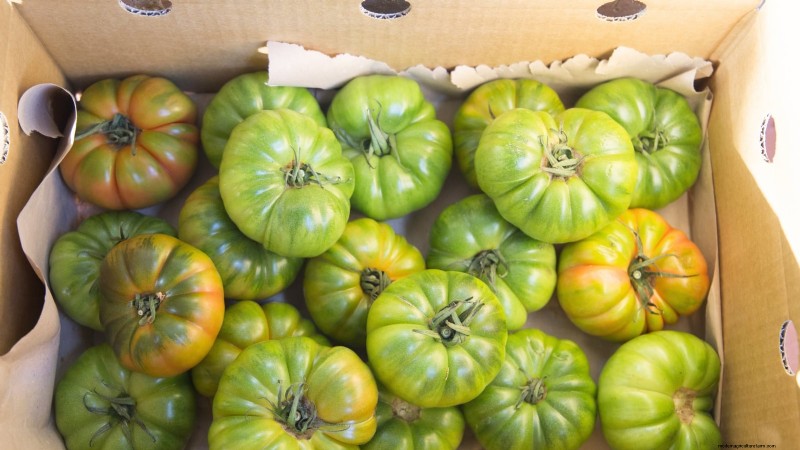 Accélérer la maturation des tomates avant le gel :7 techniques éprouvées 
