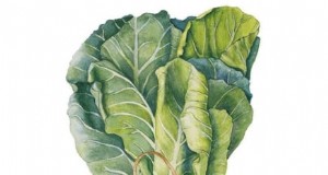 Kaltwetter-Herbstkohl- und Kohlsorten für robuste Ernten 
