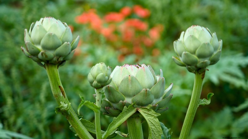 9 légumes vivaces idéaux pour la plantation d’automne 
