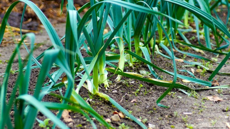 9 légumes vivaces idéaux pour la plantation d’automne 