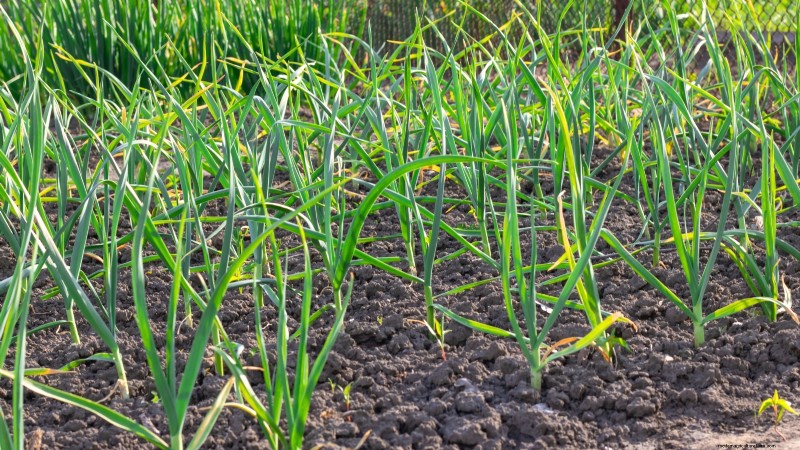9 légumes vivaces idéaux pour la plantation d’automne 