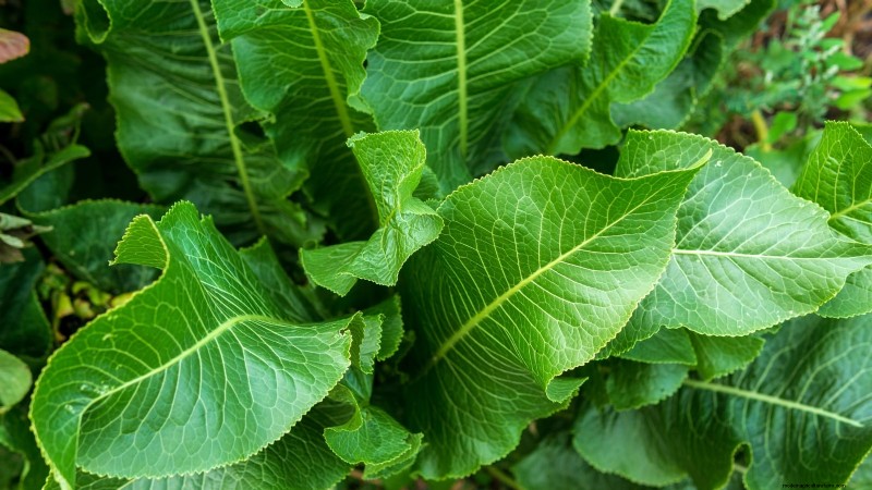 9 légumes vivaces idéaux pour la plantation d’automne 