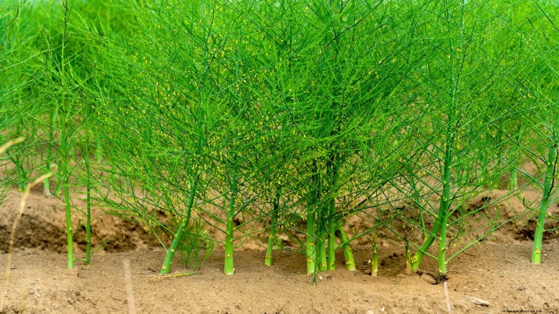 9 légumes vivaces idéaux pour la plantation d’automne 