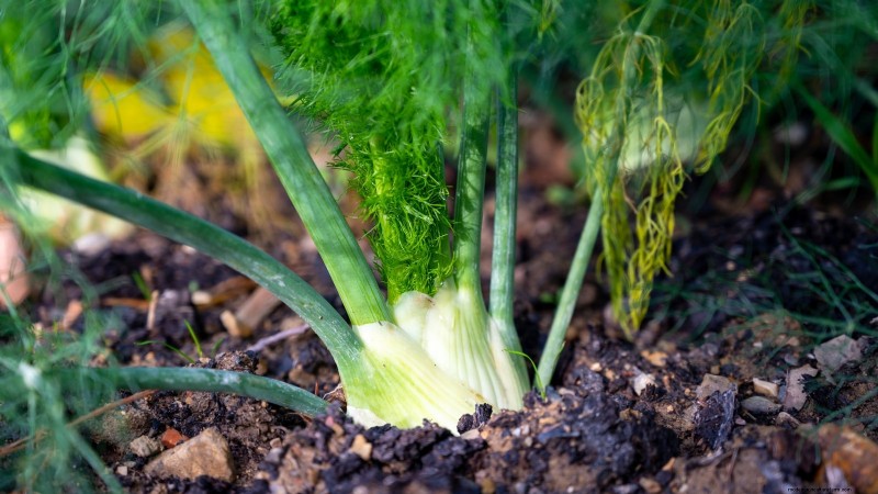 9 légumes vivaces idéaux pour la plantation d’automne 