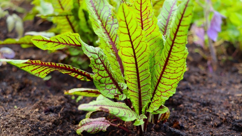 9 légumes vivaces idéaux pour la plantation d’automne 