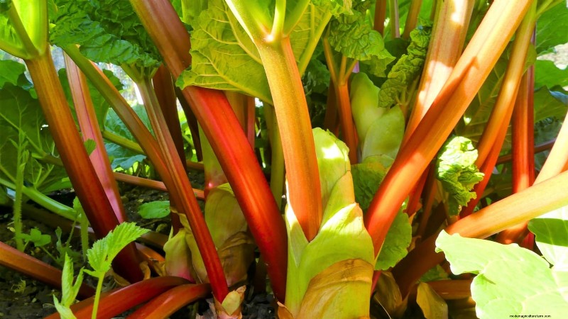 9 légumes vivaces idéaux pour la plantation d’automne 