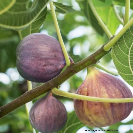 11 arbres fruitiers exceptionnels à planter en septembre 