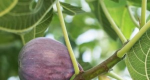 11 uitzonderlijke fruitbomen om in september te planten 
