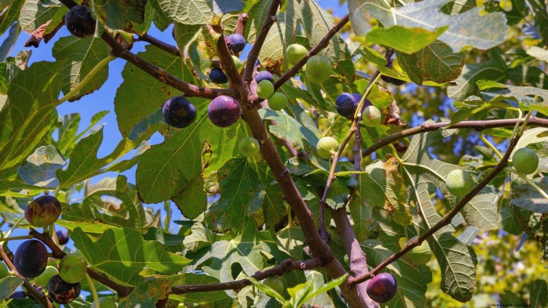 11 arbres fruitiers exceptionnels à planter en septembre 